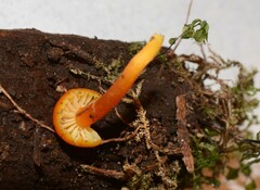 Hygrocybe constans