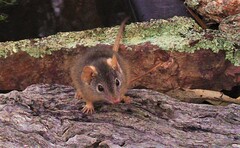 Antechinus flavipes