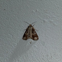 Condica imitata