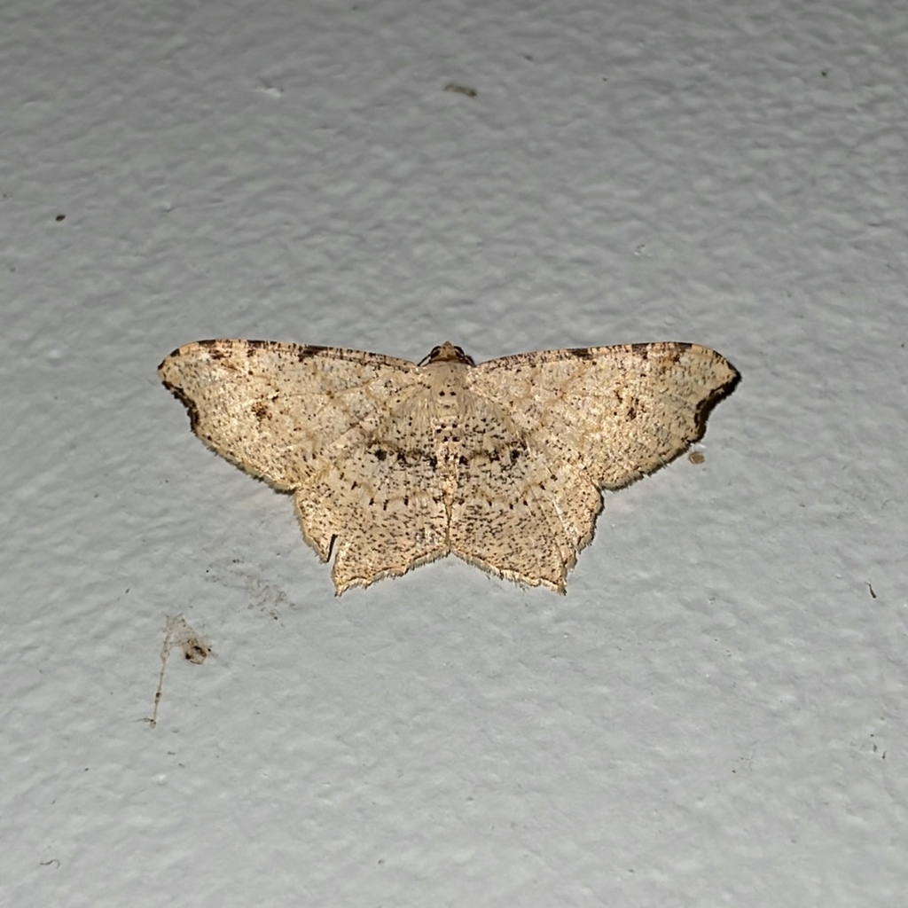 Macaria rigidata