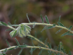 Pimelea octophylla