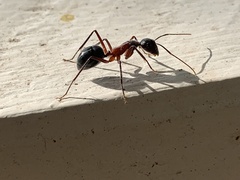 Camponotus intrepidus
