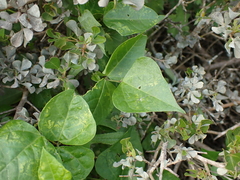 Dipogon lignosus