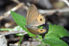 Hypocysta pseudirius