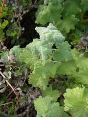 Pseudodictamnus africanus