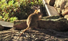 Antechinus flavipes