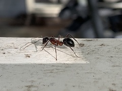 Camponotus intrepidus