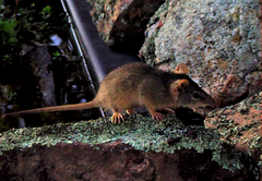 Antechinus flavipes