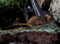 Antechinus flavipes