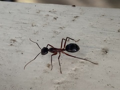 Camponotus intrepidus