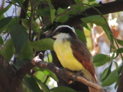Pitangus sulphuratus