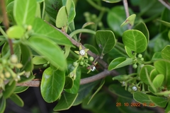 Cynanchum obtusifolium