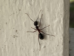 Camponotus intrepidus