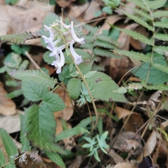 Corydalis yanhusuo