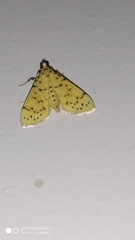 Conogethes punctiferalis