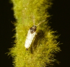 Ceratopogonidae