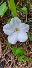 Calystegia tuguriorum