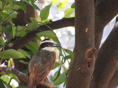 Pitangus sulphuratus