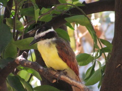 Pitangus sulphuratus