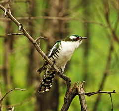 Chrysococcyx caprius