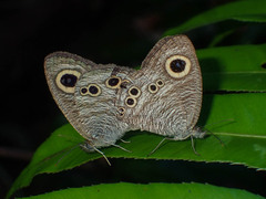 Ypthima baldus baldus