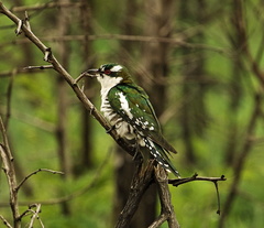 Chrysococcyx caprius
