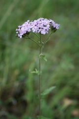 Achillea schmakovii