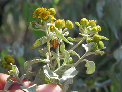 Misumenoides