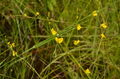 Utricularia juncea