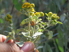 Misumenoides