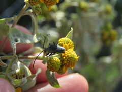 Tomentgaurotes batesi