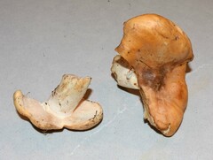 Thaxterogaster turmalis