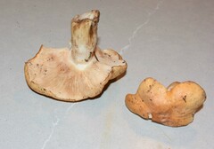 Thaxterogaster turmalis