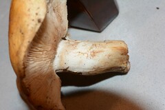 Thaxterogaster turmalis