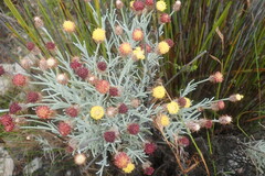 Syncarpha gnaphaloides