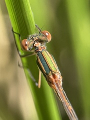 Austrolestes analis