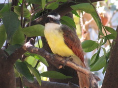 Pitangus sulphuratus