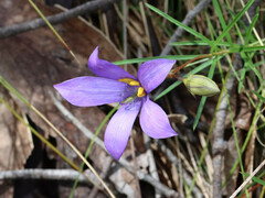 Cheiranthera alternifolia