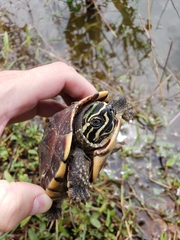 Malayemys macrocephala