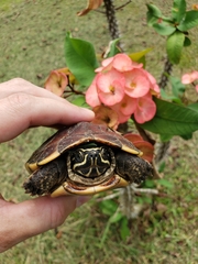 Malayemys macrocephala
