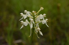 Platanthera blephariglottis conspicua