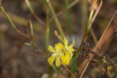 Moraea bituminosa