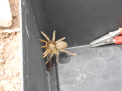 Harpactirinae