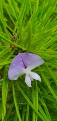 Psoralea pinnata