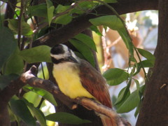 Pitangus sulphuratus