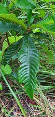 Eriobotrya japonica