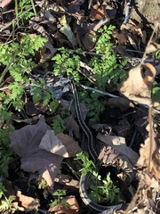 Thamnophis sirtalis