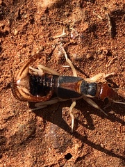 Labidura truncata
