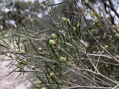 Melaleuca uncinata