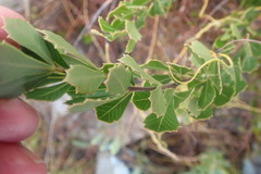 Searsia cuneifolia
